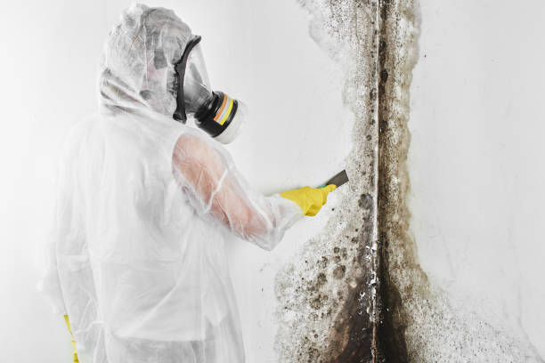 Best Office Mold Removal Services  in Eagleville, PA