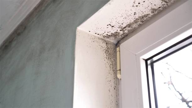 Mold Removal and Inspection in Eagleville, PA