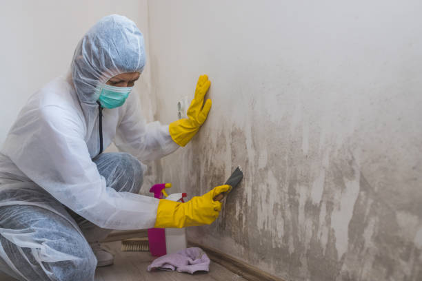 Best Attic Mold Removal  in Eagleville, PA