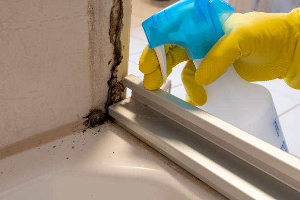 Best Black Mold Removal  in Eagleville, PA