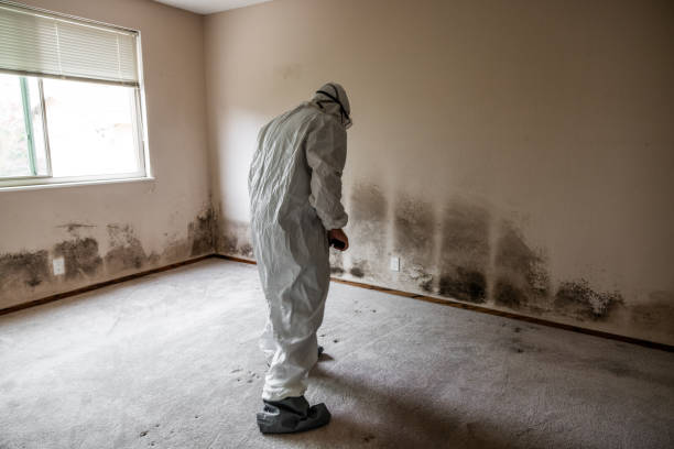 Best Mold Removal and Inspection  in Eagleville, PA
