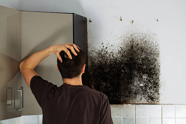 Office Mold Removal Services in Eagleville, PA